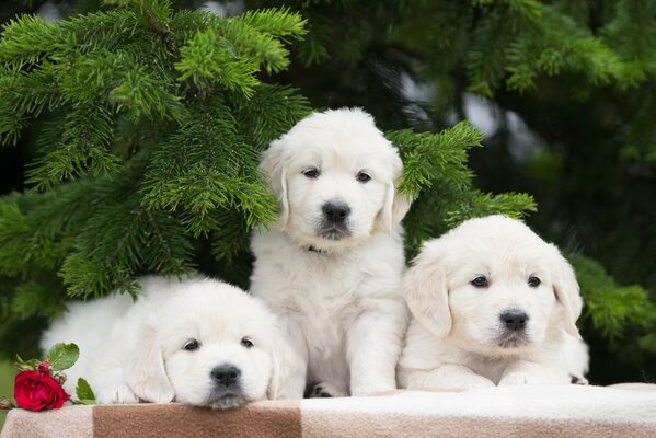 A trio of puppies resting under spruce branches