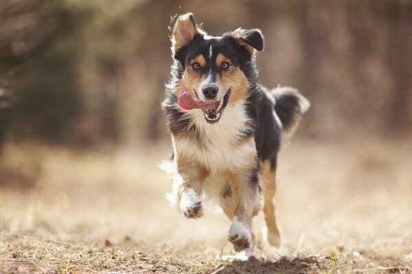 Il cane corre verso il suo padrone