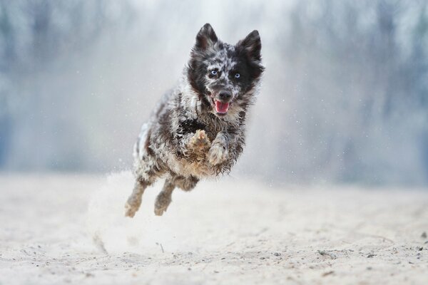 Cane maculato mentre salta nella foresta invernale