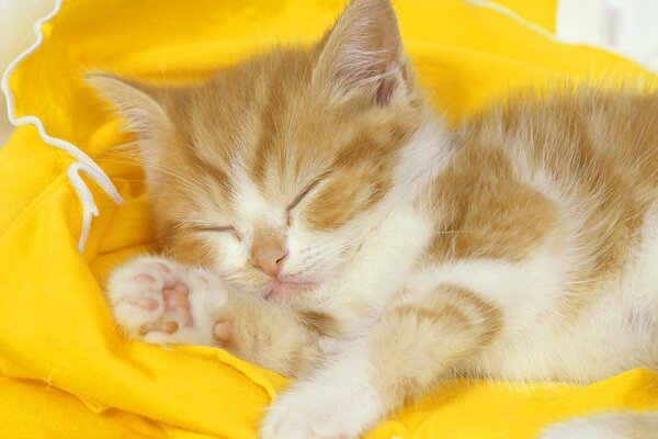 Chaton Rousse dort doucement