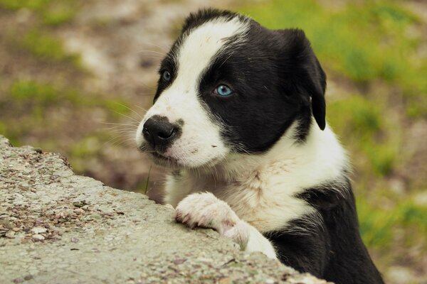 A white and black puppy with blue eyes