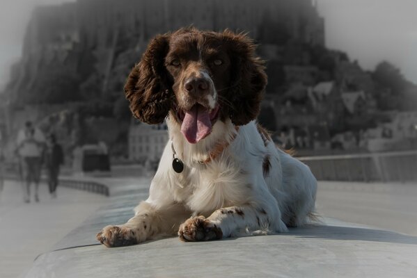 Chien moelleux regarde dans le cadre