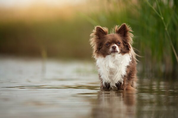 Petit chien moelleux avec un regard sage dans le lac