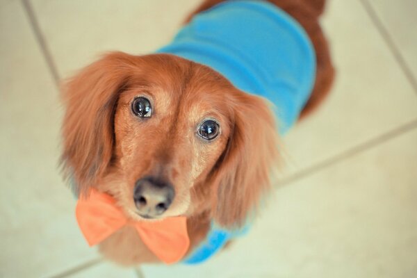 Perro en ropa fiel amigo buena mirada