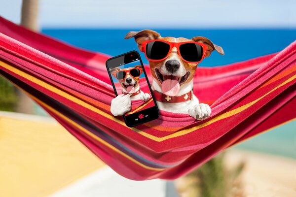 Positive photo of a dog with glasses