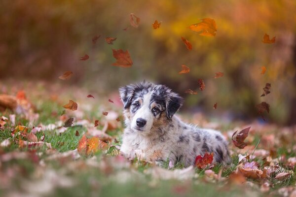 Cucciolo che gioca con il fogliame autunnale