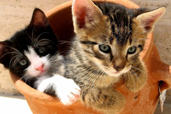 Dos lindos gatitos en una olla de barro