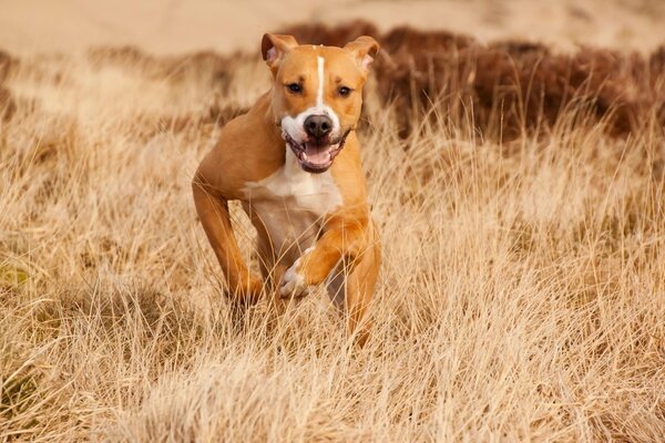 Perro corre en verano por el campo