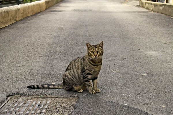 Gato gris sentado en la carretera