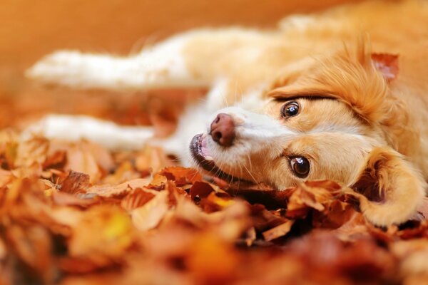 Cane felice tra le foglie autunnali