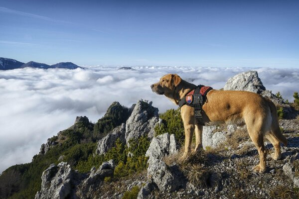 Ein Hund auf einem hohen Berg schaut auf die Wolken