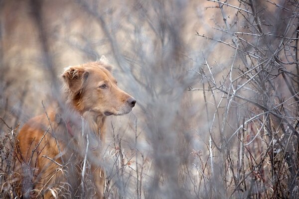 A dog is looking for something among the trees