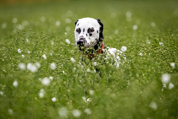 Fond d écran chien dalmatien dans l herbe