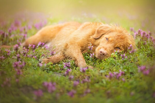 A red-haired dog is resting in a meadow in flowers