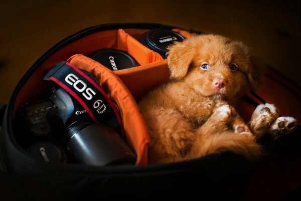 Le chiot du Retriever de novoshotland se trouve dans le sac de l appareil photo