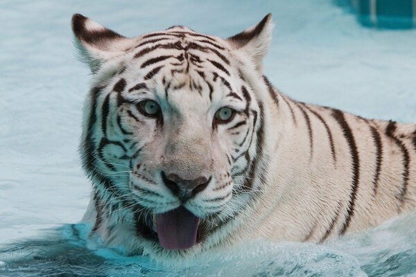 Weißer Tiger im Wasser