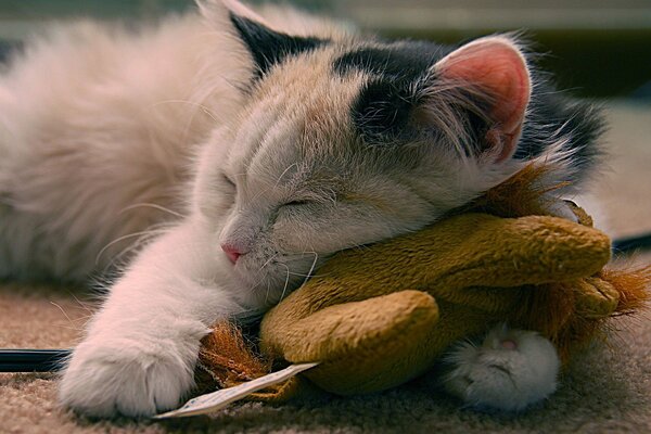 Lindo gatito durmiendo en un juguete suave