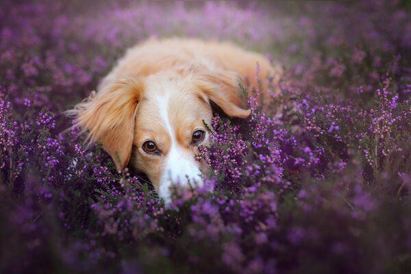 A puppy in a field of purple flowers