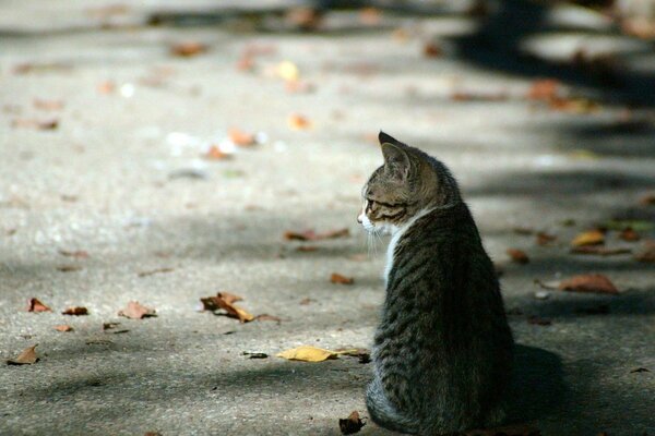 Petit chaton assis au milieu de la rue