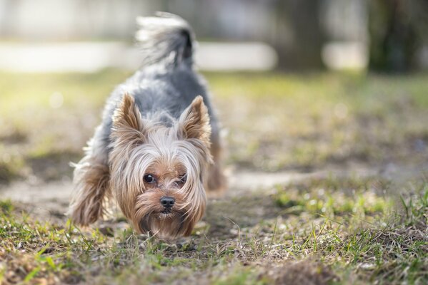 Juguetón Terrier le encanta pasear