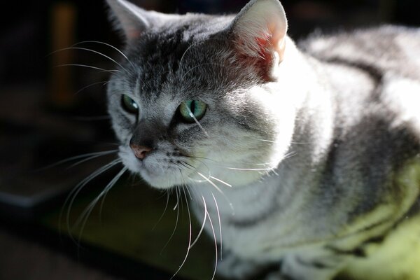 Gato gris con bigote mirando a lo lejos