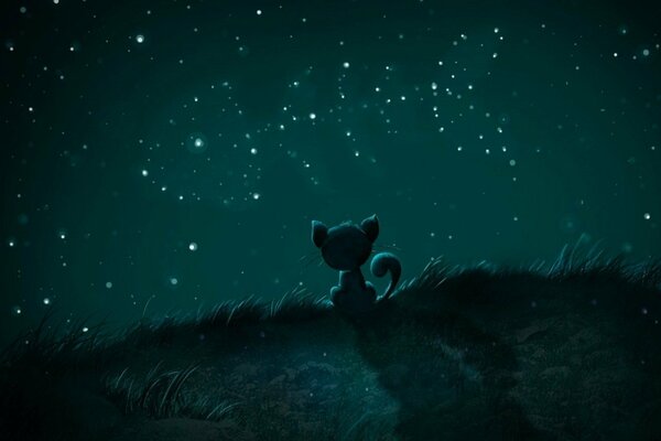 Pequeño gatito mirando el cielo estrellado nocturno