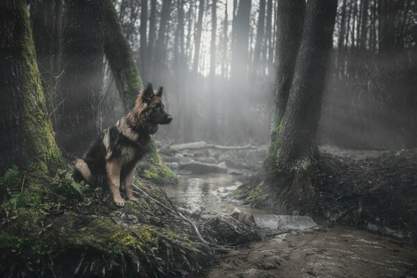 Bellissimo cane da pastore nella foresta nebbiosa con i raggi del sole