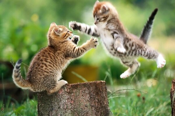 Deux petits chatons jouant sur la souche