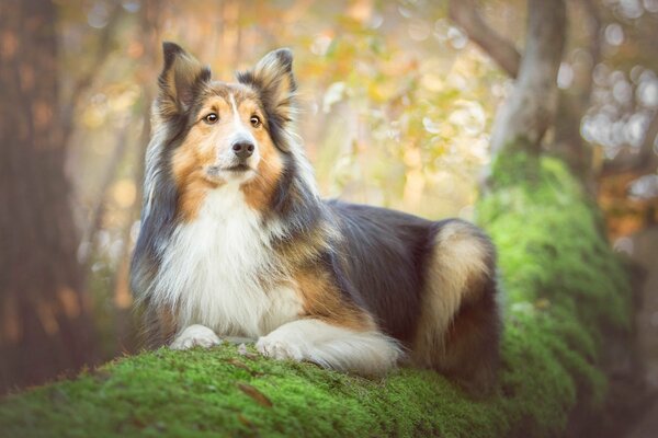 Hund Collie auf einem Baum. Porträt