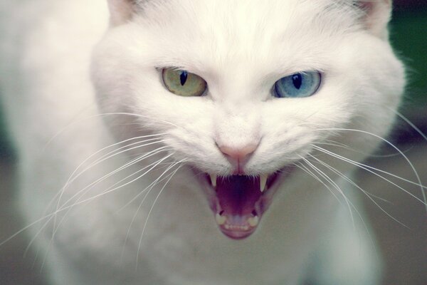 A white cat with different eyes and an open mouth