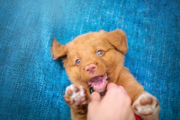 A Nova Scotia Retriever puppy on a blue background