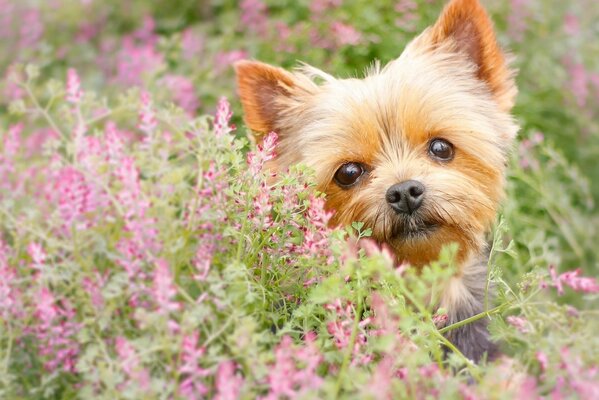 Yorkshire terrier wokół kwiatów patrzy w kamerę