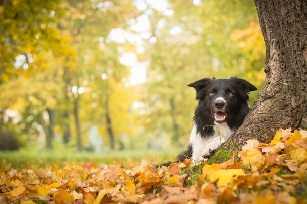 Der Hund ruht sich im Herbstlaub am Baum aus