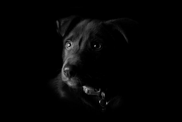 Chien noir avec un regard triste, sur fond noir