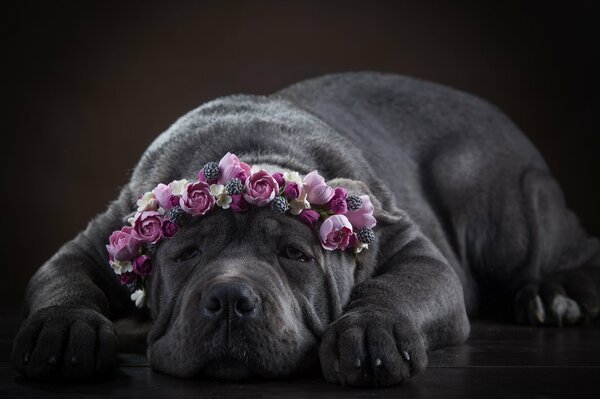 Cane Corso perro en una corona de flores