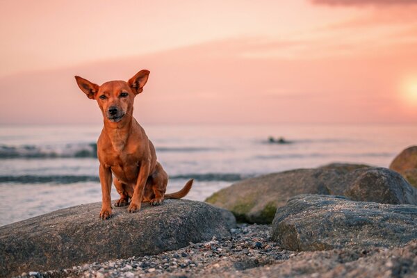 Esperando a budan IORE al atardecer