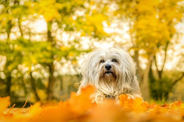 A dog in autumn leaves