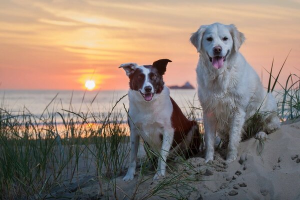 Dos perros miran la puesta de sol junto al mar