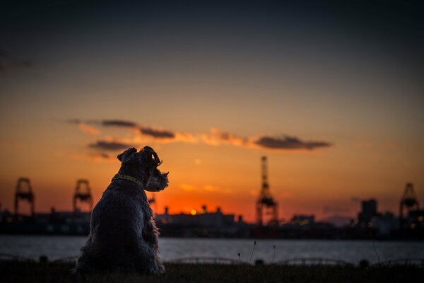 Chien Terrier regardant le coucher de soleil derrière l horizon