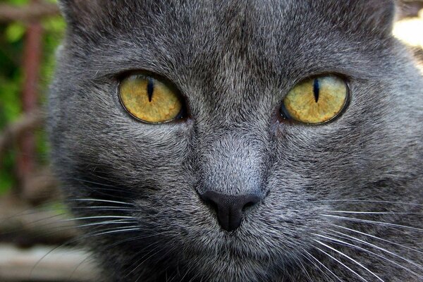 The look of a gray cat with a black nose