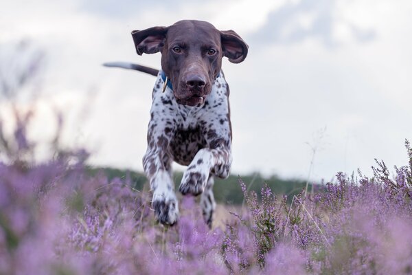 Camina por el Prado de lavanda de kurzhaar