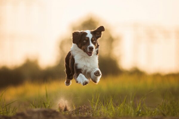 Fondos de pantalla perro pastor australiano corre