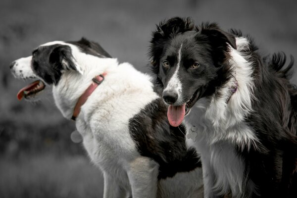 Los perros con collares sacaron la lengua