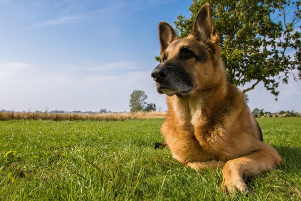 Ein deutscher Schäferhund liegt auf einer Wiese