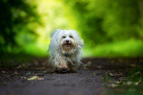 Un perro camina solo en el bosque. Perro amable