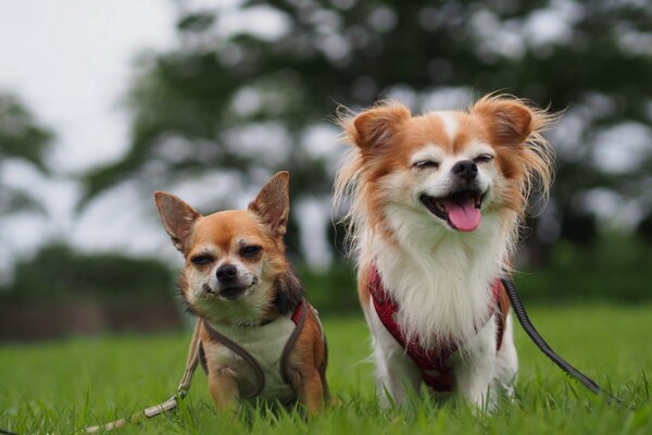 Estos cachorros siempre crearán un ambiente