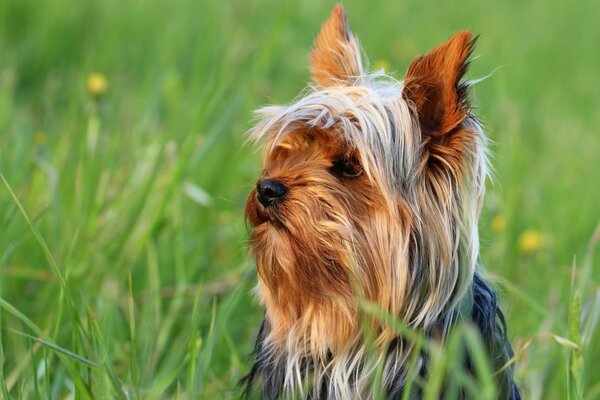 Petit chien dans l herbe verte