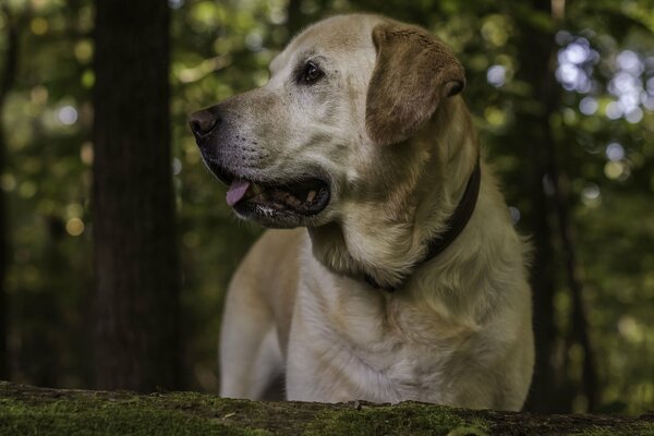 Le regard intelligent d un chien où en attendant quelqu un