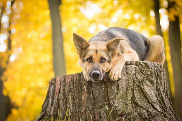 Sheepdog in the forest on a stump