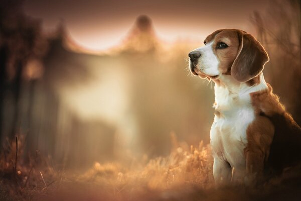 Cute dog portrait at sunset